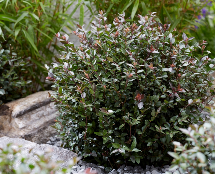 Lonicera Nitida Grln Garden Clouds Purple Storm Kvbc