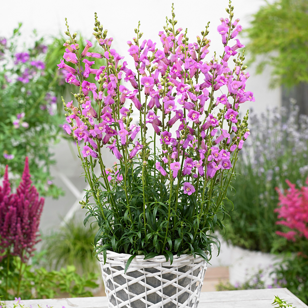 Antirrhinum Snaptastic Pink